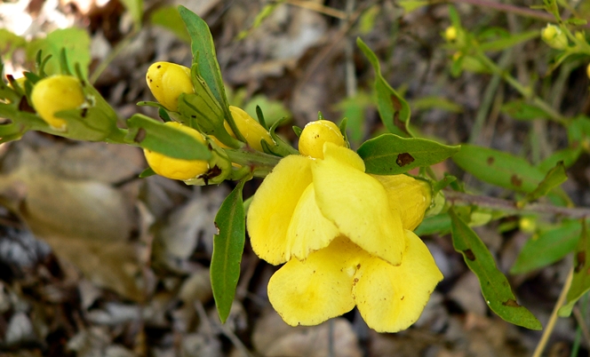 {Aureolaria flava}
